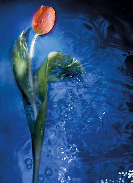 Produktfotografie Fabian Aurel Hild, Tulpe im Wasser fotografiert mit Lightpainting