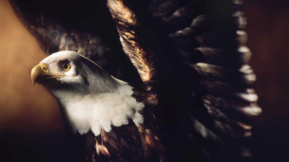 Produktfotografie Fabian Aurel Hild, Weisskopfseeadler fotografiert mit Lightpainting für Ford Explorer